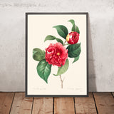 Common Camelia by Pierre-Joseph Redouté, 1827