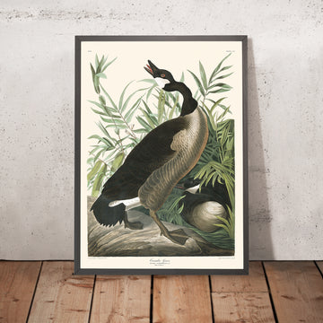 Canada Goose di John James Audubon, 1827 