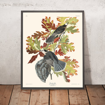 Canada Jay (Whiskey Jack) por John James Audubon, 1827 