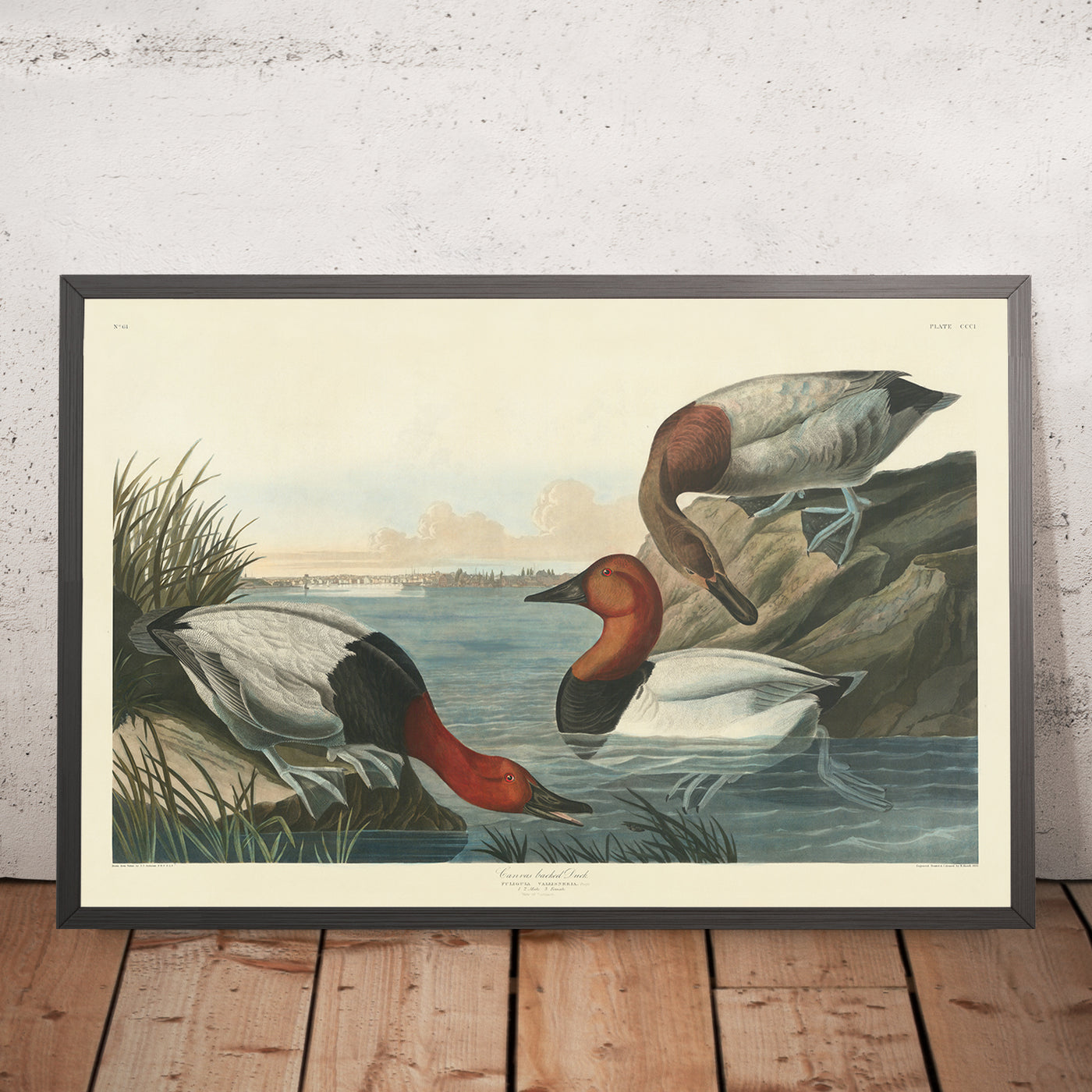 Pato con respaldo de lienzo de John James Audubon, 1827