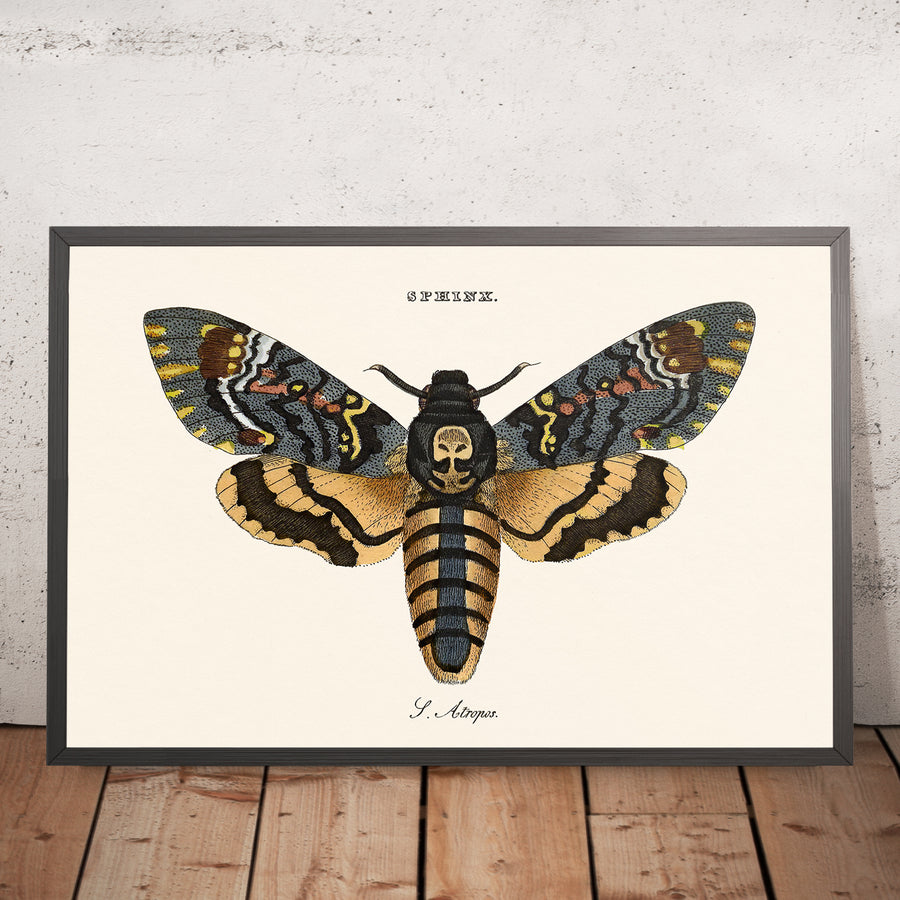 Illustrazione della Falena Teschio della Morte di William Wood, 1821 