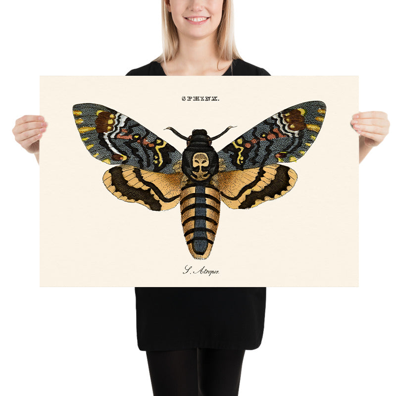 Illustrazione della Falena Teschio della Morte di William Wood, 1821 