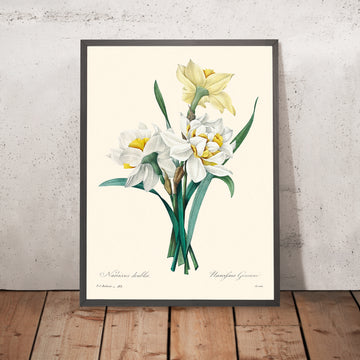 Illustrazione botanica del Doppio Daffodil di Pierre-Joseph Redouté, 1827 