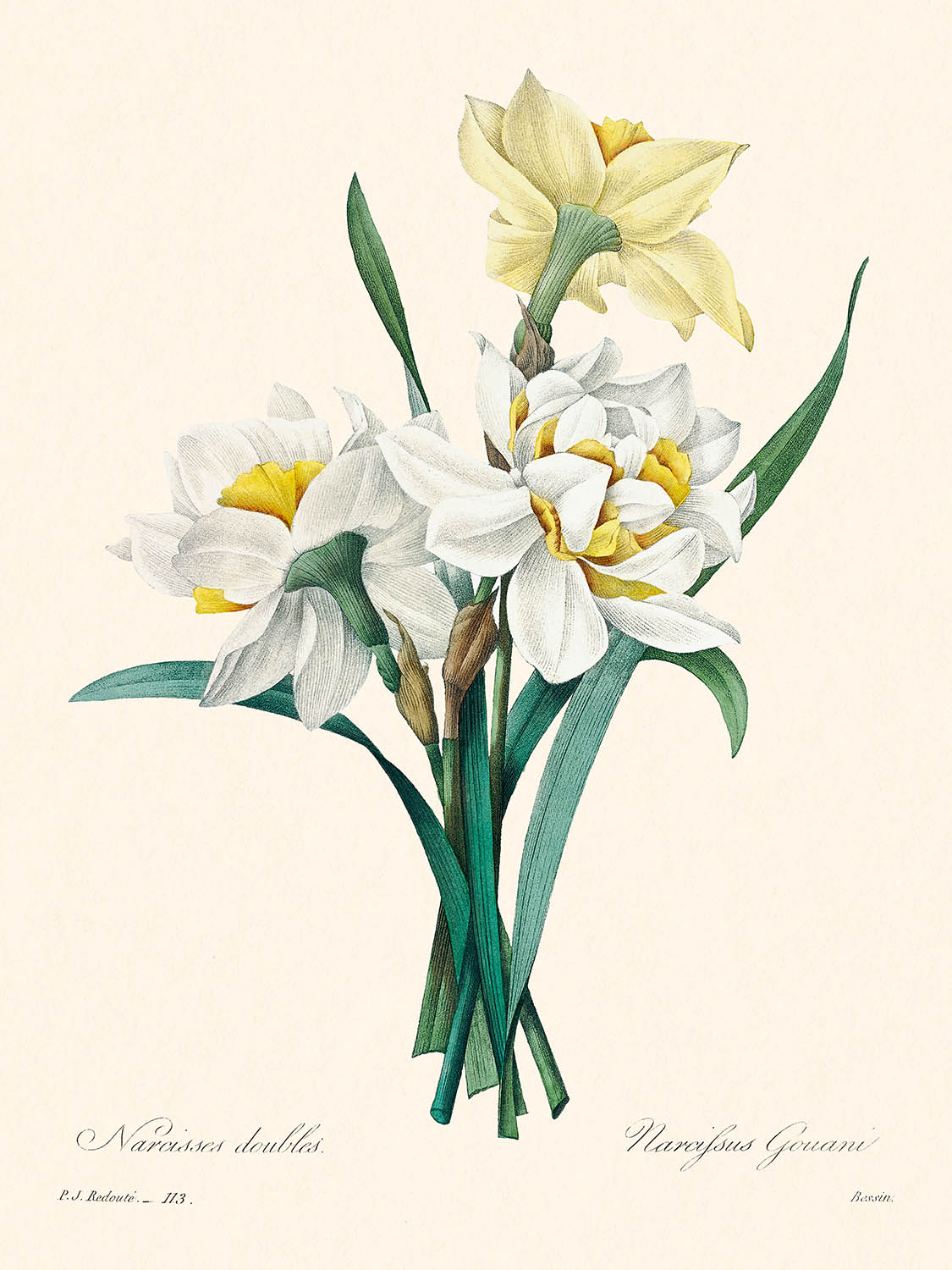 Double Daffodil Botanical Illustration by Pierre-Joseph Redouté, 1827