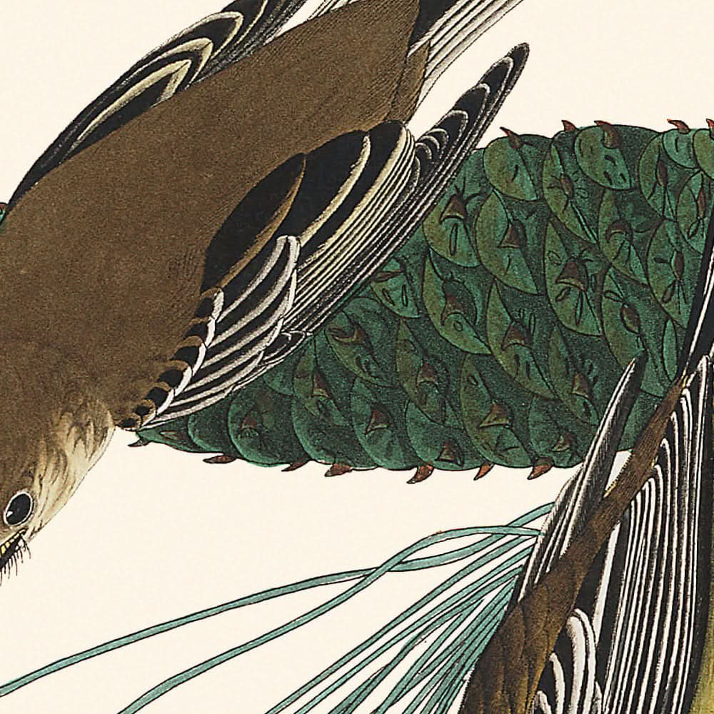 Fauvette rampante des pins par John James Audubon, 1827