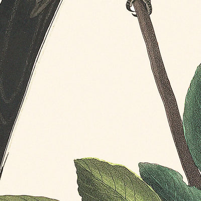 Moucherolle à queue fourchue par John James Audubon, 1827