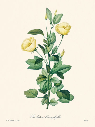 Reduta Heterophylla von Pierre-Joseph Redouté, 1802