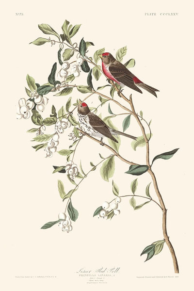 Kleiner Birkenzeisig von John James Audubon, 1827