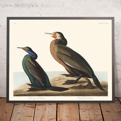 Cormoran vert-violet et cormoran de Townsend par John James Audubon, 1827