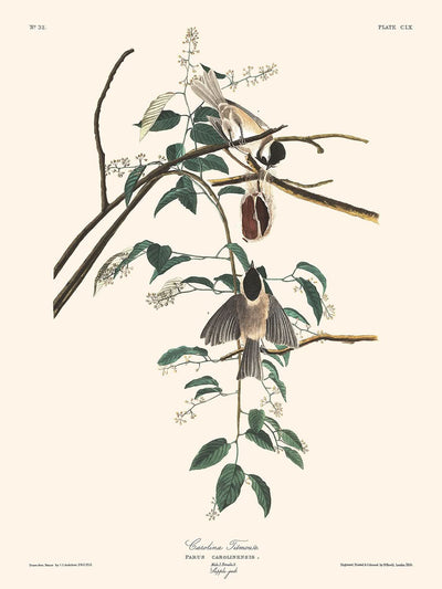 Carbonero de Carolina, de John James Audubon, 1827