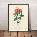 Sweet Briar Rose (Rosa rubiginosa) by Pierre Joseph Redouté, 1817