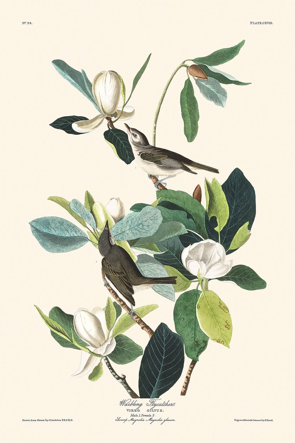 Warbling Flycatcher von John James Audubon, 1827 