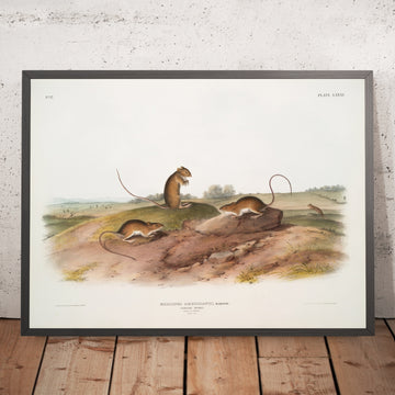 A framed image of 