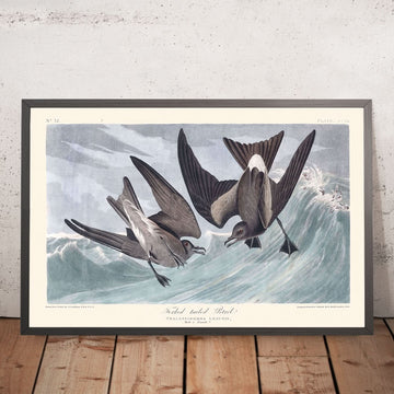 Gabelschwanz-Sturmvogel von John James Audubon, 1827 