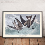 Fork-tail Petrel by John James Audubon, 1827