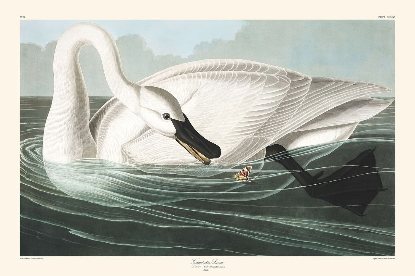 Trumpeter-Schwan von John James Audubon, 1827 