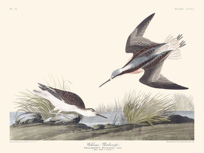 Wilson's Phalarope von John James Audubon, 1827 