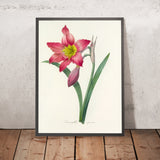 Barbados Lily (Amaryllis equestre, Plate 6) by Pierre Joseph Redouté, 1827