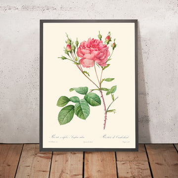 Rosa Centifolia Anglica Rubra by Pierre-Joseph Redouté 1817