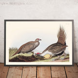 Hahn der Ebenen von John James Audubon, 1827 