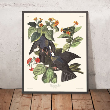 Piccione dalla corona bianca di John James Audubon, 1827 