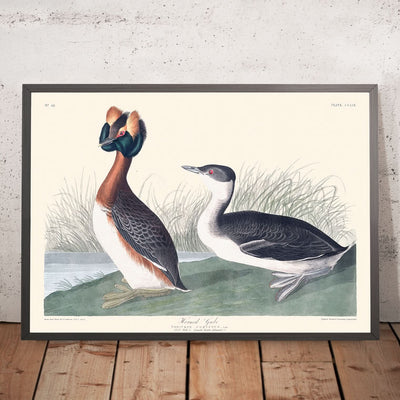 Horned Grebe by John James Audubon, 1827