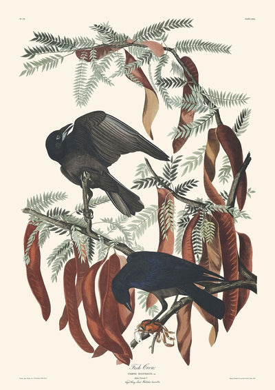 Fischkrähe von John James Audubon, 1827