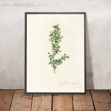 A framed image of Burnet Rose (Rosa pimpinellifolia pumila) by Pierre Joseph Redouté, 1817