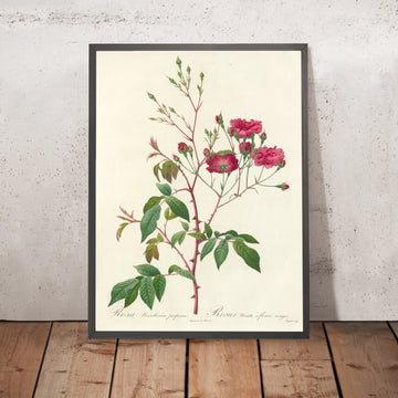 A framed image of Rosa Noisettiana Purpurea by Pierre Joseph Redouté, 1817