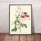 Rosa Noisettiana Purpurea by Pierre Joseph Redouté, 1817