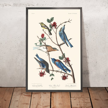 Gerahmte Darstellung des Townsend-Waldsängers, des Arktischen Blauvogels und des Westlichen Blauvogels von John James Audubon, 1827