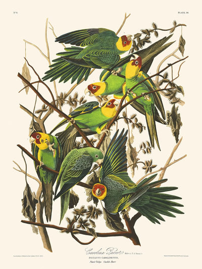 Perroquet de Caroline par John James Audubon, 1827