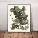 Le faucon de nuit de John James Audubon, 1827