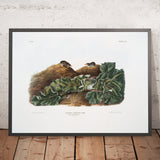 Say’s Least Shrew (Sorex parvus) by John Woodhouse Audubon, 1845
