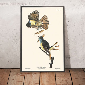 Großer Tüpfelgrasmückenfänger von John James Audubon, 1827 