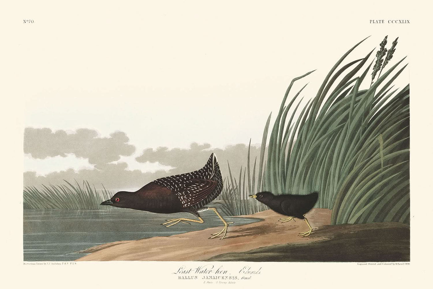 La petite poule d'eau de John James Audubon, 1827