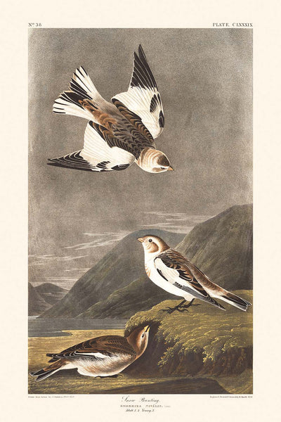 Snow Bunting by John James Audubon, 1827