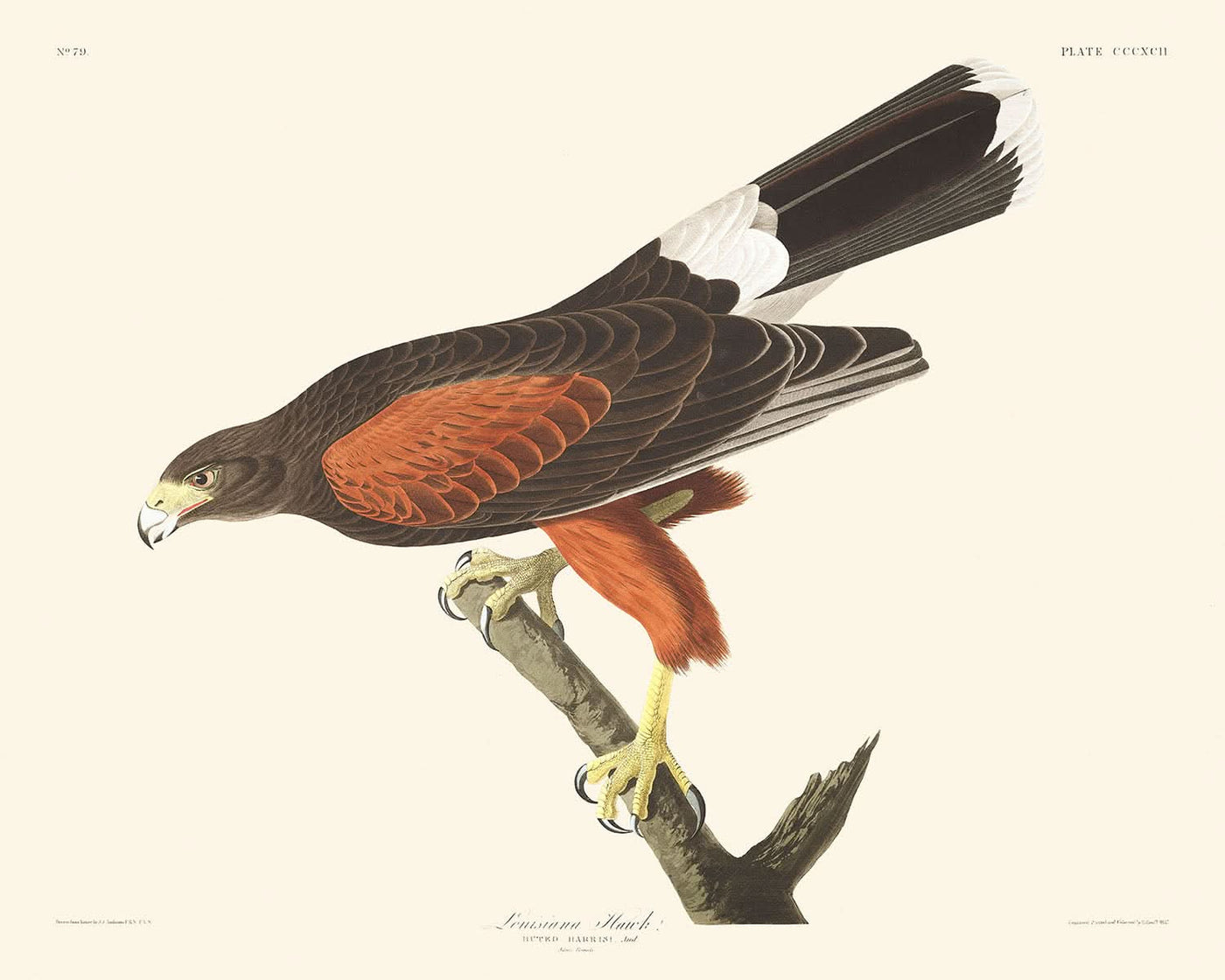 Louisiana Hawk von John James Audubon, 1827 