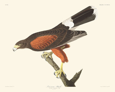 Louisiana Hawk von John James Audubon, 1827