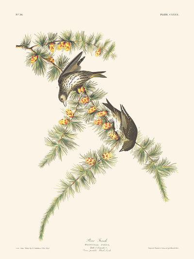 Pine Finch by John James Audubon 1827