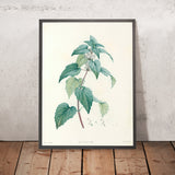 Dead-Nettles (Lamium, Plate 21) by Pierre Joseph Redouté, 1805