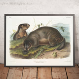 Hoary Marmot (Arctomys pruinosus) by John Woodhouse Audubon, 1845