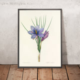 Saffron Crocus (Crocus sativus, Plate 28) by Pierre Joseph Redouté, 1827