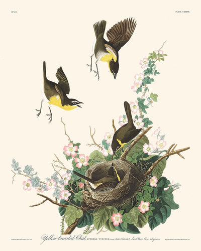 Gelbbrust-Waldsänger von John James Audubon, 1827