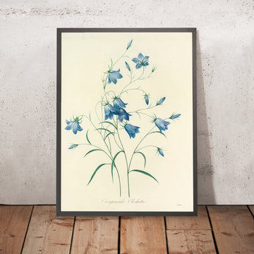 A framed image of Bellflower (Plate 20) by Pierre Joseph Redouté, 1827