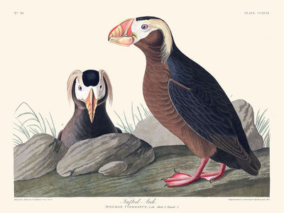 Alca copetuda, de John James Audubon, 1827