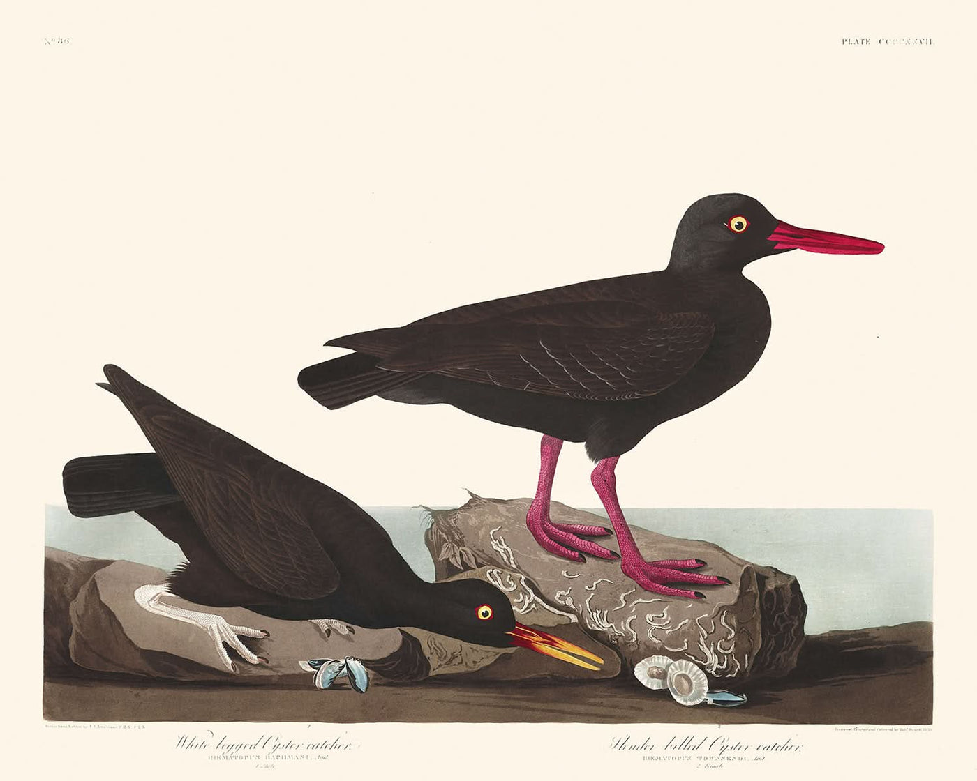 Weißbeiniges Austernfischer oder Schlanker Austernfischer von John James Audubon, 1827 