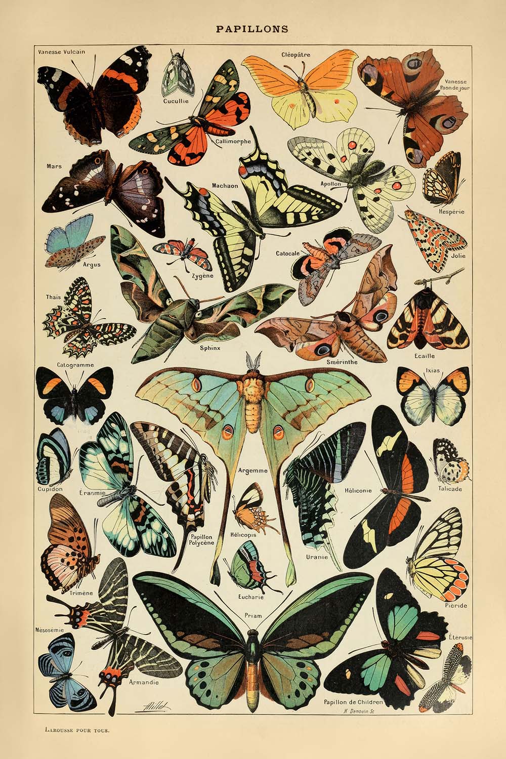 Butterflies by Adolphe Millot 1890