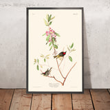 Ruby crowned Wren by John James Audubon 1827