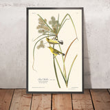 Warbler della prateria di John James Audubon, 1827 